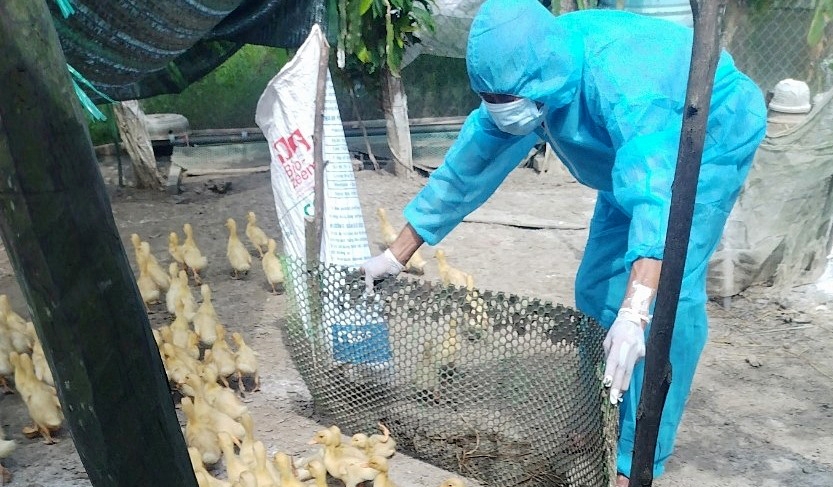 Avian influenza H5N1 epidemic breaks out in Quang Tri